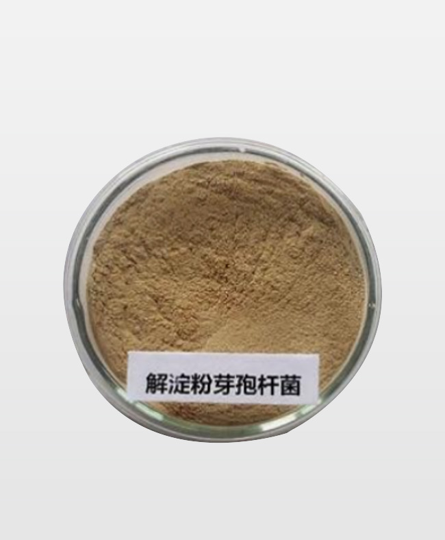 解淀粉芽孢杆菌